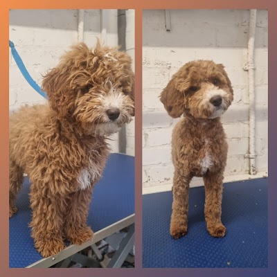 Sam Coldwell professional dog groomer