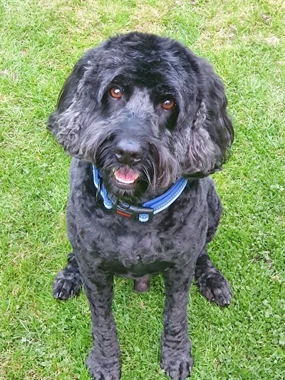 Grooming Van Image