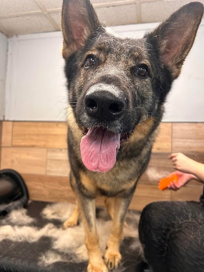 Grooming Van Image