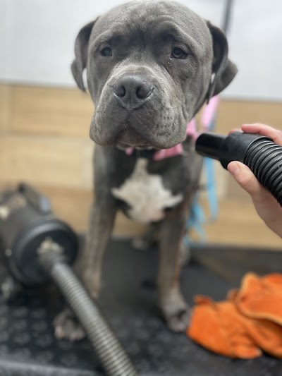 Grooming Van Image