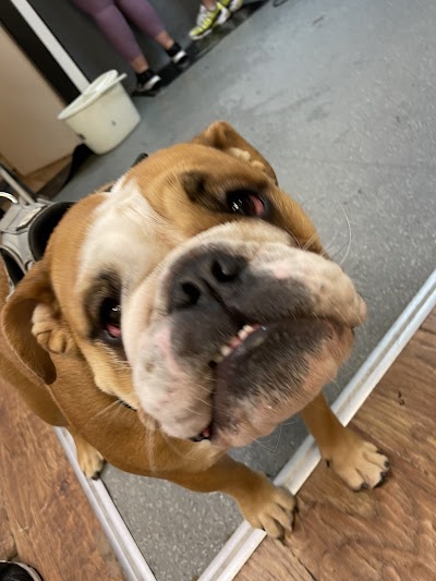 Grooming Van Image