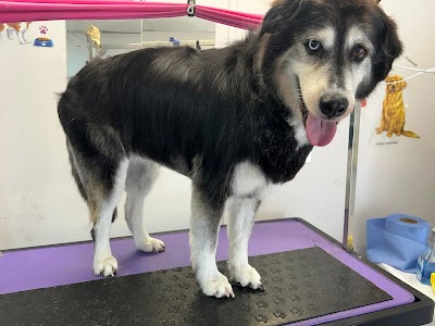 Grooming Van Image