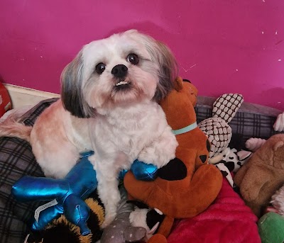 Grooming Van Image