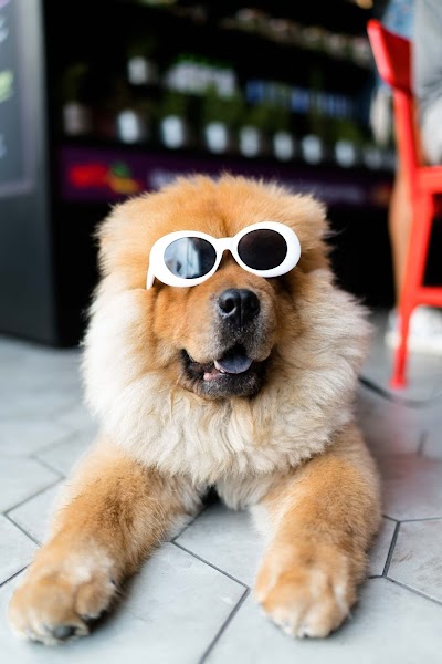 Shaggy Dog Pet Grooming Centre