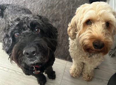 Shampoochies Dog Grooming