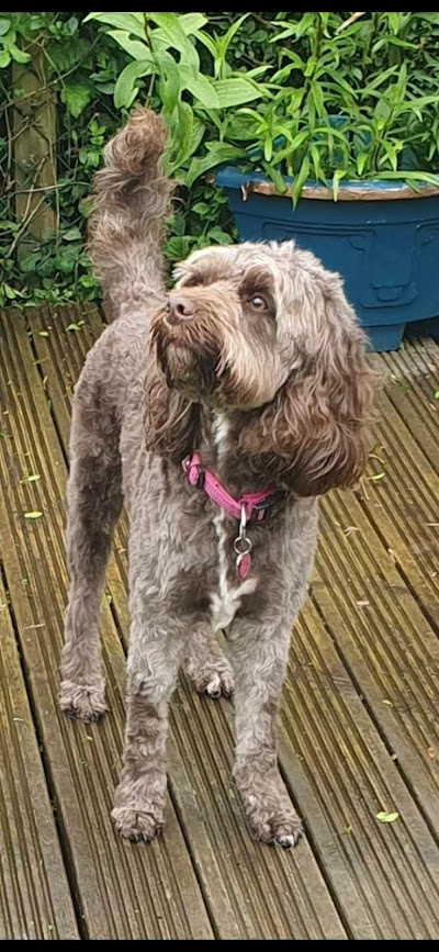 Grooming Van Image