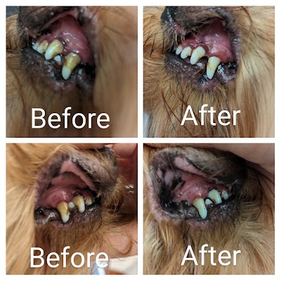Grooming Van Image
