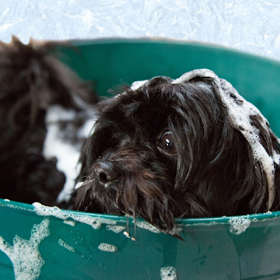 Smarty Coats Dog Grooming