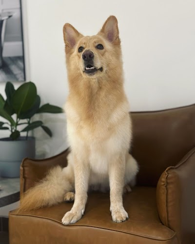 Grooming Van Image
