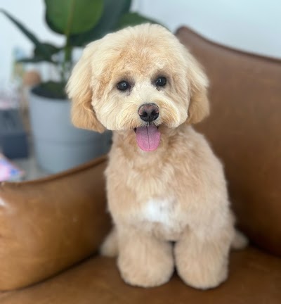 Grooming Van Image