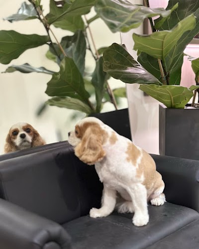 Grooming Van Image
