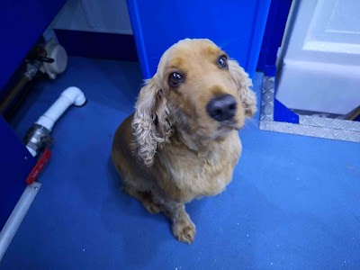 Grooming Van Image