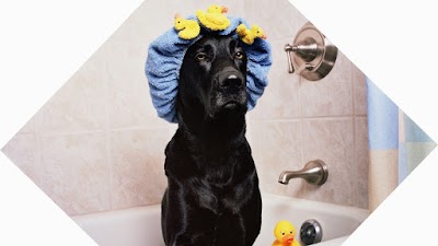 Grooming Van Image