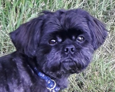 Grooming Van Image