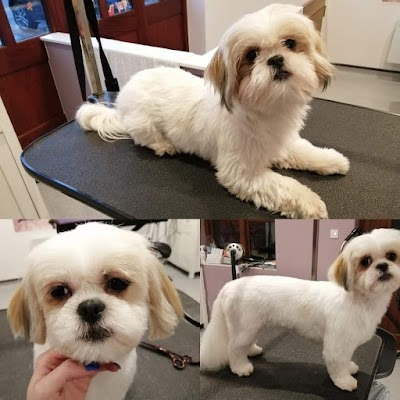 Grooming Van Image