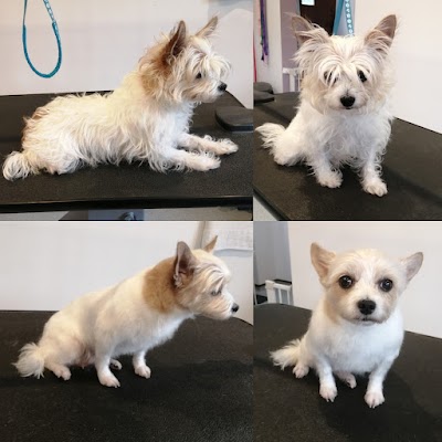 Grooming Van Image