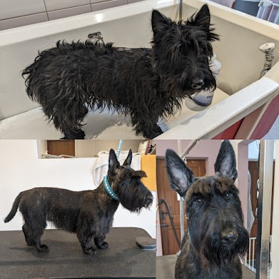 Grooming Van Image