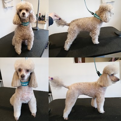 Tanya's Tails Dog Grooming