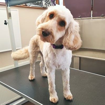 Grooming Van Image
