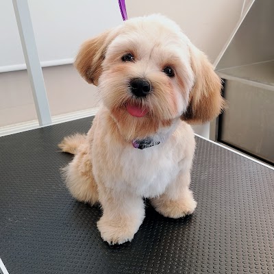 Grooming Van Image