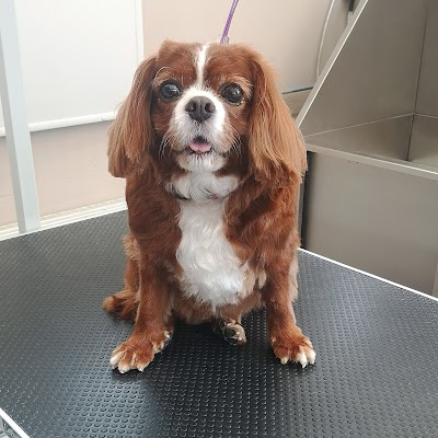 Grooming Van Image