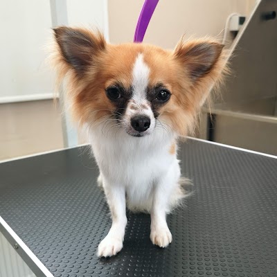 Grooming Van Image