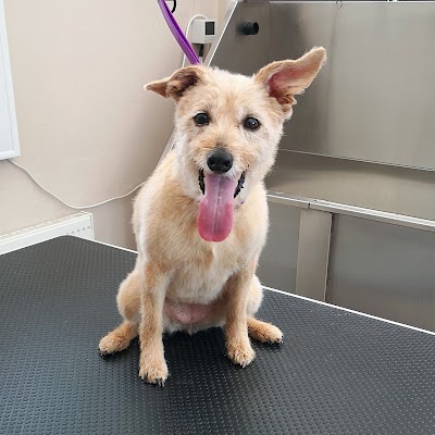 Grooming Van Image