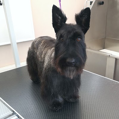 Grooming Van Image