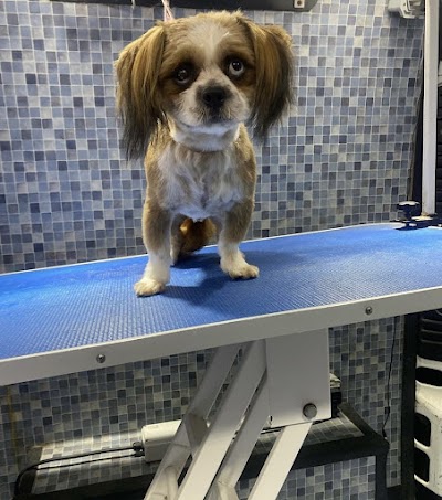 Grooming Van Image