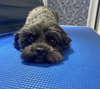 Grooming Van Image