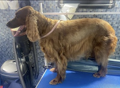 Grooming Van Image