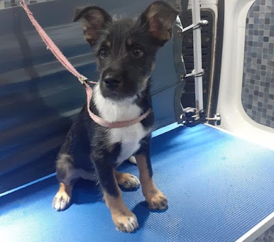 Grooming Van Image