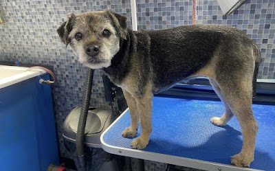 Grooming Van Image