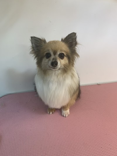 Grooming Van Image