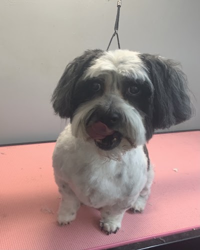Grooming Van Image