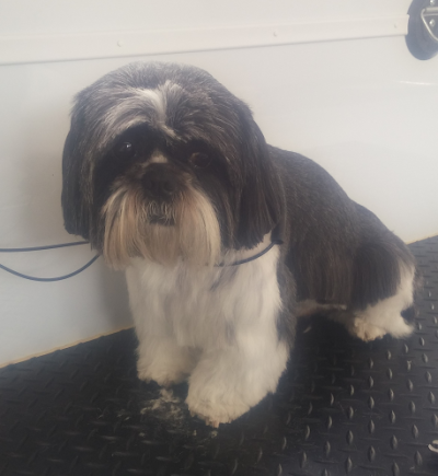 Grooming Van Image