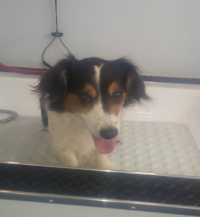 Grooming Van Image