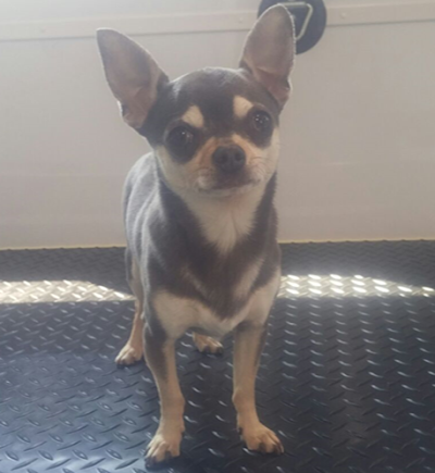 Grooming Van Image