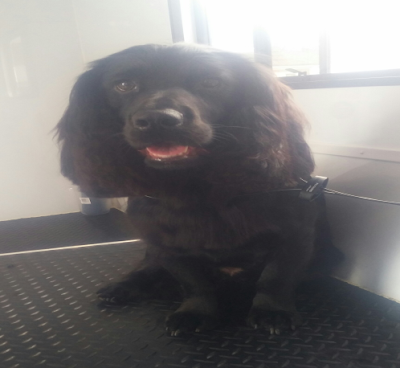 Grooming Van Image