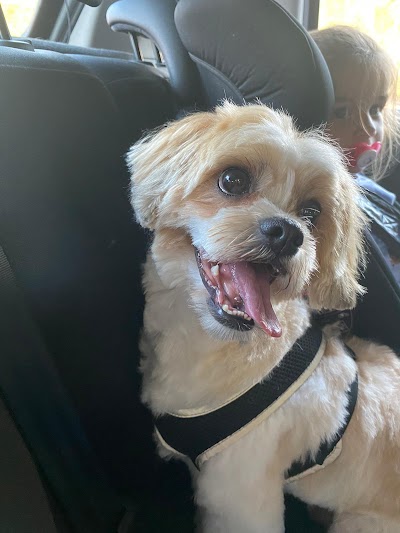 Grooming Van Image