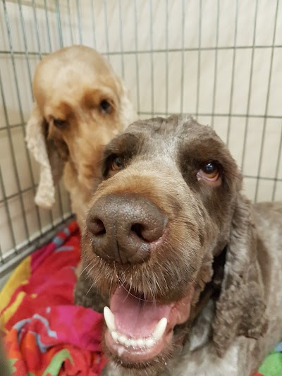 Grooming Van Image