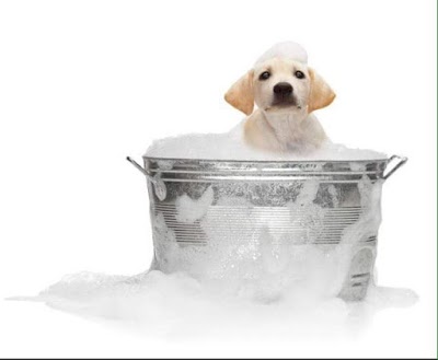 Grooming Van Image