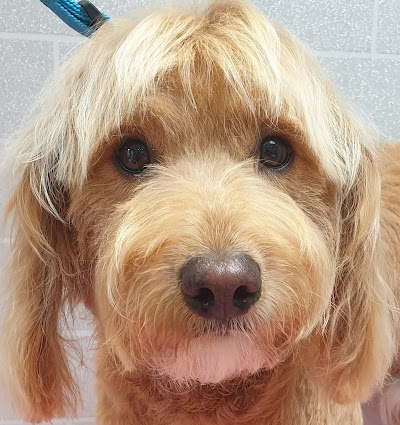 Grooming Van Image