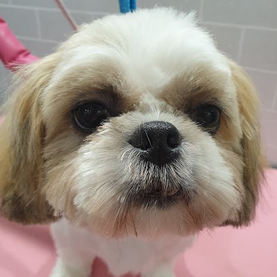 Grooming Van Image