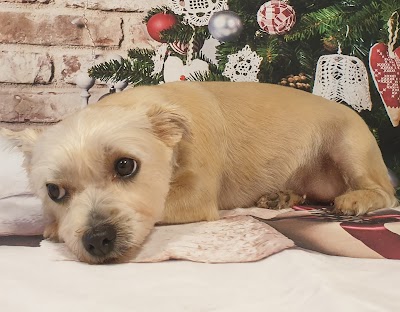 Grooming Van Image