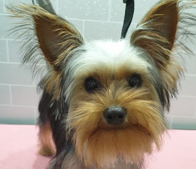 Grooming Van Image