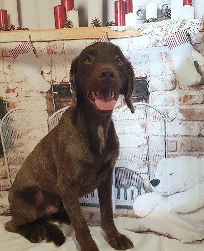 Grooming Van Image