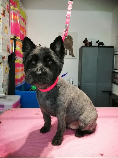 Grooming Van Image