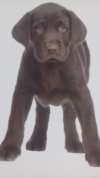 Grooming Van Image