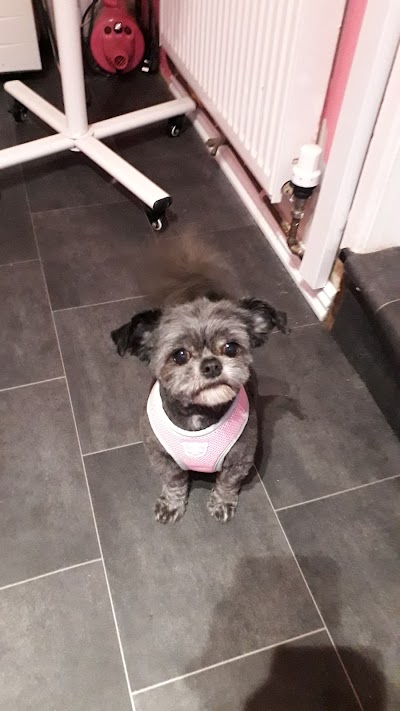 Grooming Van Image